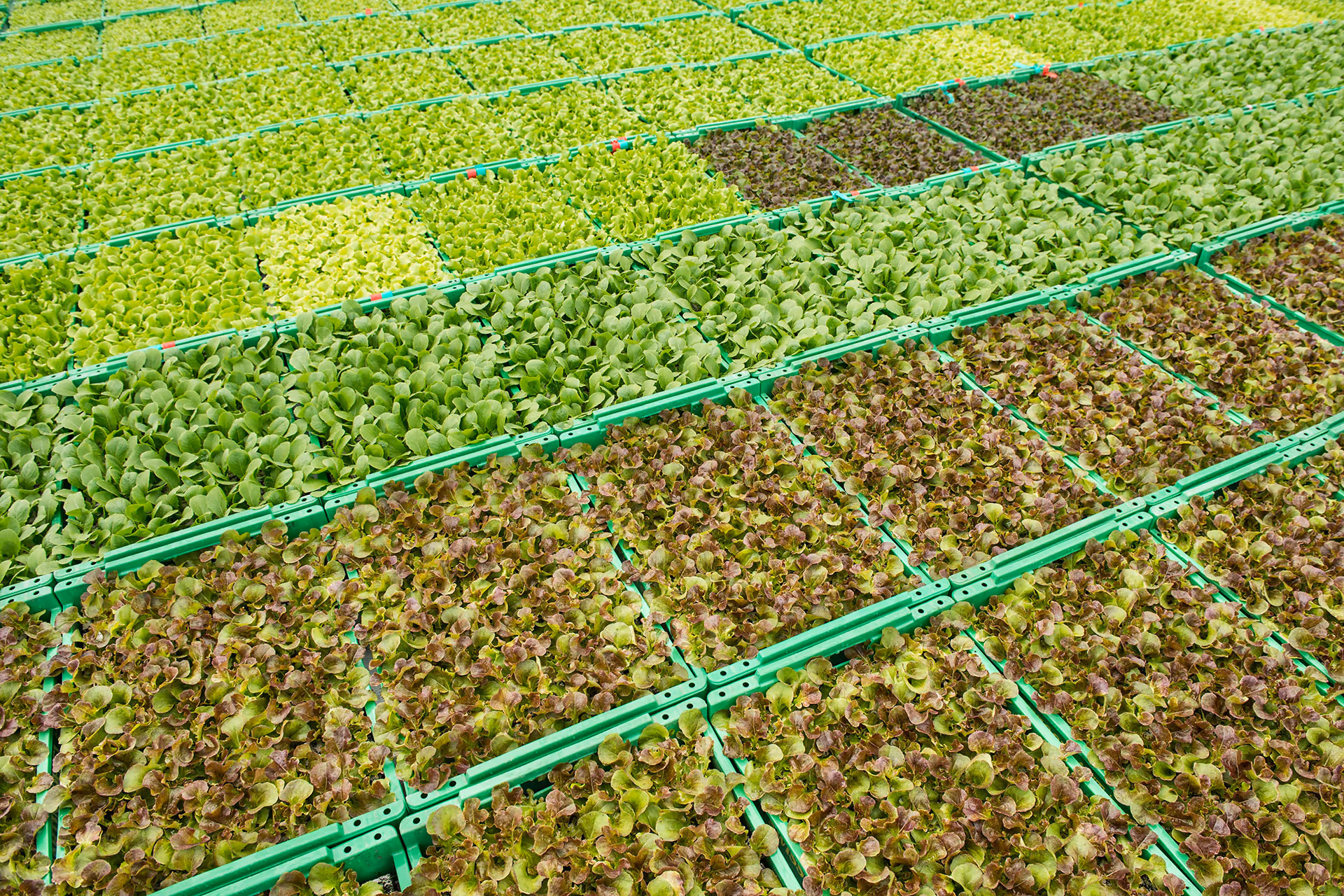 Kisten mit verschiedenen Gemüsesetzlingen.